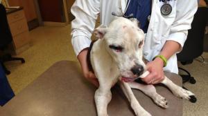 9/19/13- Appeal for help in fatal 'Puppy Doe' dog torture case.