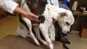 9/19/13- Appeal for help in fatal 'Puppy Doe' dog torture case